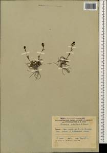 Veronica schistosa E. A. Busch, Caucasus, South Ossetia (K4b) (South Ossetia)