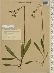 Pilosella floribunda (Wimm. & Grab.) Fr., Eastern Europe, Latvia (E2b) (Latvia)