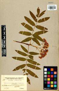 Sorbus aucuparia subsp. glabrata (Wimm. & Grab.) Hedl., Siberia, Baikal & Transbaikal region (S4) (Russia)