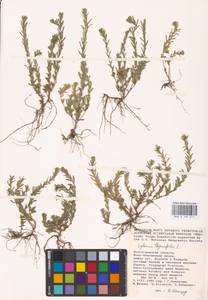 Lythrum thymifolia L., Eastern Europe, Lower Volga region (E9) (Russia)