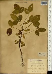 Glycine max subsp. soja (Siebold & Zucc.)H.Ohashi, South Asia, South Asia (Asia outside ex-Soviet states and Mongolia) (ASIA) (Indonesia)