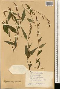 Persicaria posumbu subsp. posumbu, South Asia, South Asia (Asia outside ex-Soviet states and Mongolia) (ASIA) (China)