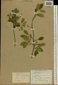 Prunus fruticosa Pall., Eastern Europe, North Ukrainian region (E11) (Ukraine)