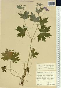 Geranium maximowiczii Regel & Maack in Regel, Siberia, Russian Far East (S6) (Russia)