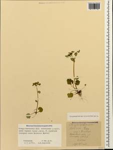 Chrysosplenium alternifolium L., Caucasus, North Ossetia, Ingushetia & Chechnya (K1c) (Russia)