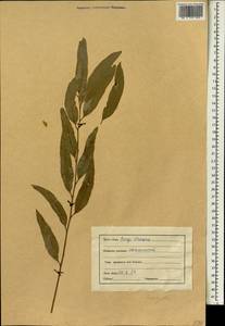 Eucalyptus, South Asia, South Asia (Asia outside ex-Soviet states and Mongolia) (ASIA) (India)