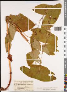 Hypericum bupleuroides Griseb., Caucasus, Georgia (K4) (Georgia)