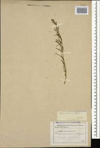 Thesium ramosum Hayne, Caucasus, Stavropol Krai, Karachay-Cherkessia & Kabardino-Balkaria (K1b) (Russia)