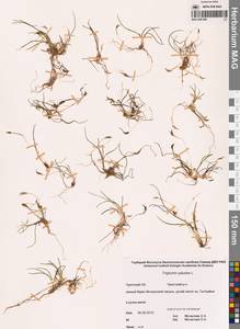 Triglochin palustris L., Siberia, Chukotka & Kamchatka (S7) (Russia)