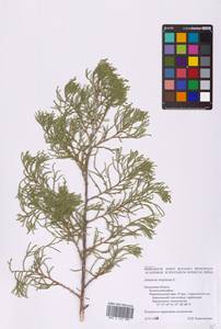 Juniperus virginiana L., Eastern Europe, Central region (E4) (Russia)