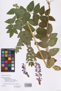 Galega orientalis Lam., Eastern Europe, Central forest-and-steppe region (E6) (Russia)