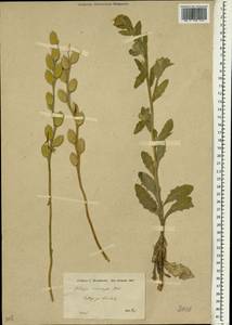 Fibigia clypeata (L.) Medik., South Asia, South Asia (Asia outside ex-Soviet states and Mongolia) (ASIA) (Turkey)