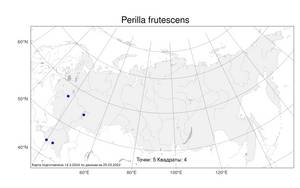 Perilla frutescens (L.) Britton, Atlas of the Russian Flora (FLORUS) (Russia)