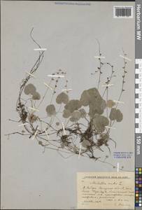 Mitella nuda L., Siberia, Baikal & Transbaikal region (S4) (Russia)