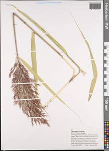 Phragmites australis (Cav.) Trin. ex Steud., Siberia, Russian Far East (S6) (Russia)