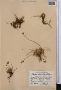 Rosularia alpestris (Kar. & Kir.) Boriss., Middle Asia, Western Tian Shan & Karatau (M3) (Kyrgyzstan)