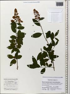 Ligustrum vulgare L., Caucasus, Krasnodar Krai & Adygea (K1a) (Russia)