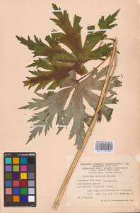 Aconitum septentrionale Koelle, Eastern Europe, Eastern region (E10) (Russia)