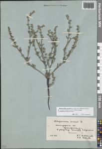 Buglossoides rochelii (Friv.) Stoyanov, Mátis & Sennikov, Eastern Europe, Lower Volga region (E9) (Russia)