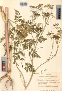 Conium maculatum L., Siberia, Altai & Sayany Mountains (S2) (Russia)