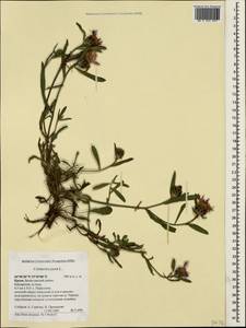 Centaurea jacea L., Crimea (KRYM) (Russia)