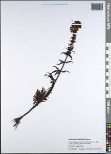 Pedicularis chamissonis Stev., Siberia, Russian Far East (S6) (Russia)