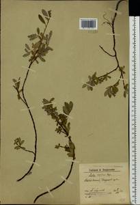 Salix reptans Rupr., Eastern Europe, Northern region (E1) (Russia)