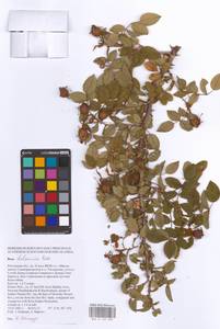 Rosa balsamica Besser, Eastern Europe, Rostov Oblast (E12a) (Russia)