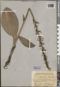 Platanthera chlorantha (Custer) Rchb., Caucasus, Krasnodar Krai & Adygea (K1a) (Russia)