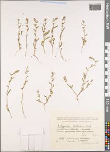 Polygonum acetosum M. Bieb., Middle Asia, Karakum (M6) (Turkmenistan)