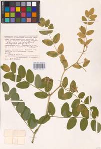 Astragalus glycyphyllos L., Eastern Europe, Lower Volga region (E9) (Russia)