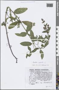 Mentha × piperita L., Eastern Europe, Volga-Kama region (E7) (Russia)