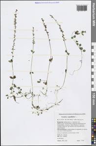 Veronica serpyllifolia L., Siberia, Baikal & Transbaikal region (S4) (Russia)