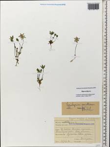 Lomatogonium carinthiacum (Wulfen) Reichenb., Caucasus, Stavropol Krai, Karachay-Cherkessia & Kabardino-Balkaria (K1b) (Russia)