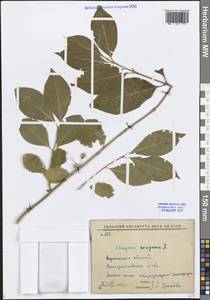 Euonymus europaeus L., Eastern Europe, Central forest-and-steppe region (E6) (Russia)