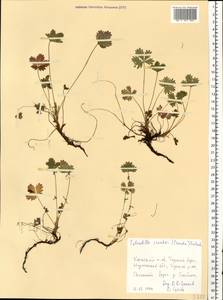 Potentilla crantzii (Crantz) Beck, Eastern Europe, Northern region (E1) (Russia)