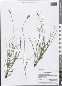 Carex pilulifera L., Eastern Europe, Central forest region (E5) (Russia)