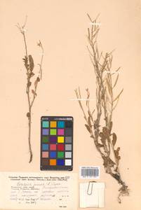 Brassica juncea (L.) Czern., Siberia, Russian Far East (S6) (Russia)