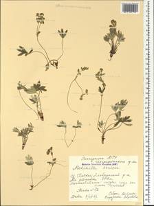 Alchemilla sericea Willd., Caucasus, Stavropol Krai, Karachay-Cherkessia & Kabardino-Balkaria (K1b) (Russia)
