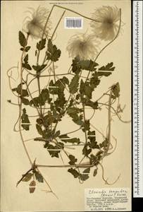 Clematis tangutica (Maxim.) Korsh., Mongolia (MONG) (Mongolia)