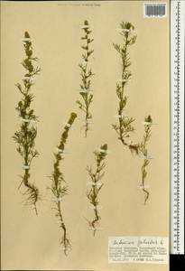 Artemisia palustris L., Mongolia (MONG) (Mongolia)