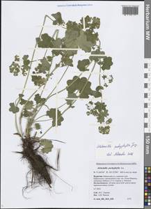 Alchemilla pachyphylla Juz., Siberia, Baikal & Transbaikal region (S4) (Russia)