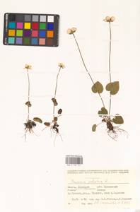 Parnassia palustris L., Eastern Europe, Eastern region (E10) (Russia)