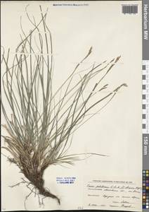 Carex pediformis C.A.Mey., Eastern Europe, Moscow region (E4a) (Russia)