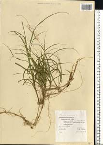 Carex arenaria L., Eastern Europe, North-Western region (E2) (Russia)