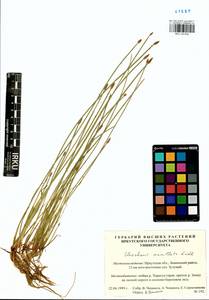 Eleocharis mamillata (H.Lindb.) H.Lindb., Siberia, Baikal & Transbaikal region (S4) (Russia)