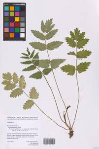 Pimpinella, Eastern Europe, Central region (E4) (Russia)