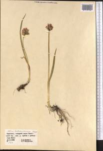 Allium atrosanguineum var. fedschenkoanum (Regel) G.H.Zhu & Turland, Middle Asia, Western Tian Shan & Karatau (M3) (Kyrgyzstan)