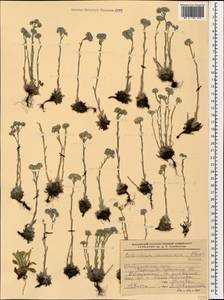 Eritrichium caucasicum (Albov) Grossh., Caucasus, Stavropol Krai, Karachay-Cherkessia & Kabardino-Balkaria (K1b) (Russia)