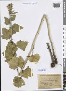 Althaea officinalis L., Eastern Europe, Central forest-and-steppe region (E6) (Russia)